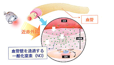 近赤外線によるリジュビネイション（活性化）